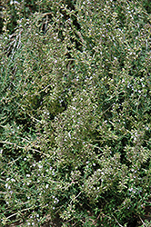 Hi Ho Silver Thyme (Thymus argenteus 'Hi Ho Silver') at Lakeshore Garden Centres