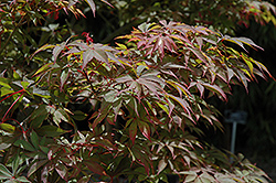 Bonnie Bergman Japanese Maple (Acer palmatum 'Bonnie Bergman') at Stonegate Gardens