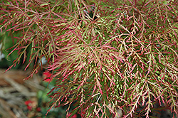 Chantilly Lace Japanese Maple (Acer palmatum 'Chantilly Lace') at Lakeshore Garden Centres