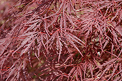 Dissectum Nigrum Cutleaf Japanese Maple (Acer palmatum 'Dissectum Nigrum') at Stonegate Gardens