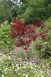 Ed's Red Japanese Maple (Acer palmatum 'Ed's Red') at Stonegate Gardens