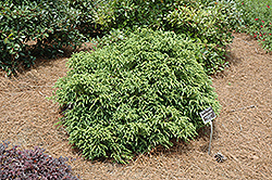 Compacta Japanese Cedar (Cryptomeria japonica 'Compacta') at Stonegate Gardens