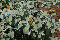 Wooly Butterfly Bush (Buddleia marrubiifolia) at Stonegate Gardens