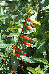 Firecracker Plant (Cuphea ignea) at Stonegate Gardens