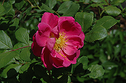 Basye's Blueberry Rose (Rosa 'Basye's Blueberry') at Stonegate Gardens