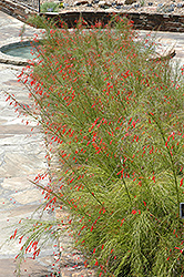 Firecracker Plant (Russelia equisetiformis) at Stonegate Gardens