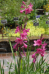 Bugle Lily (Watsonia borbonica) at Stonegate Gardens