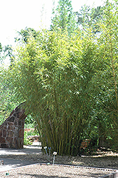 Rockledge Bamboo (Bambusa textilis 'RG Dwarf') at Stonegate Gardens