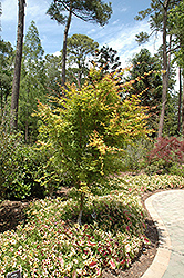 Beni Kawa Coral Bark Japanese Maple (Acer palmatum 'Beni Kawa') at Stonegate Gardens