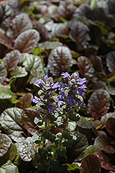 Purple Brocade Bugleweed (Ajuga reptans 'Purple Brocade') at Stonegate Gardens