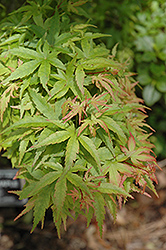 Sharp's Pygmy Japanese Maple (Acer palmatum 'Sharp's Pygmy') at Stonegate Gardens