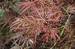 Mioun Japanese Maple (Acer palmatum 'Mioun') at Stonegate Gardens