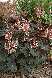 Joe Hayden Begonia (Begonia 'Joe Hayden') at Stonegate Gardens