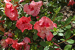 Joan Garrett Azalea (Rhododendron 'Joan Garrett') at Stonegate Gardens
