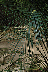 Burrawang (Macrozamia communis) at Stonegate Gardens