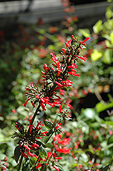 Broadleaf Firecracker Plant (Russelia sarmentosa) at Stonegate Gardens