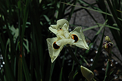 Bicolor African Iris (Moraea bicolor) at Stonegate Gardens