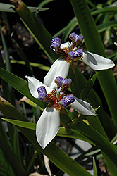 Walking Iris (Neomarica gracilis) at Stonegate Gardens