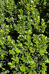 Baby Gem Boxwood (Buxus microphylla 'Gregem') at Stonegate Gardens