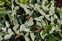 Winter Beauty Asian Jasmine (Trachelospermum asiaticum 'Winter Beauty') at Stonegate Gardens