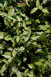 Ogon Nishiki Star-Jasmine (Trachelospermum asiaticum 'Ogon Nishiki') at Lakeshore Garden Centres