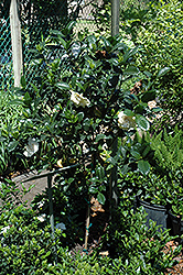 Gardenia (tree form) (Gardenia jasminoides '(tree form)') at Stonegate Gardens
