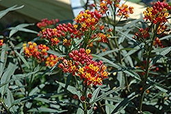 Silky Deep Red Milkweed (Asclepias curassavica 'Silky Deep Red') at Stonegate Gardens