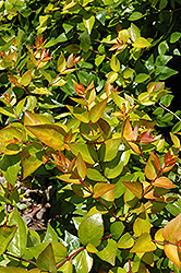 Funshine Abelia (Abelia x grandiflora 'Minacaral') at Stonegate Gardens