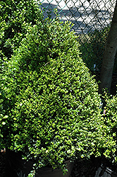 Compact Japanese Holly (Ilex crenata 'Compacta') at Stonegate Gardens