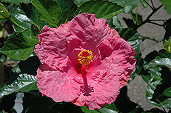 Candy Kiss Hibiscus (Hibiscus rosa-sinensis 'Candy Kiss') at Stonegate Gardens