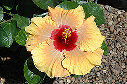 Fifth Dimension Hibiscus (Hibiscus rosa-sinensis 'Fifth Dimension') at Lakeshore Garden Centres
