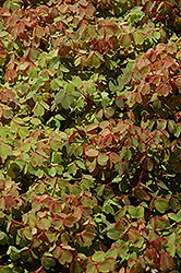 Sunset Velvet Shamrock (Oxalis vulcanicola 'Sunset Velvet') at Stonegate Gardens