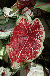 Raspberry Moon Caladium (Caladium 'Raspberry Moon') at Stonegate Gardens