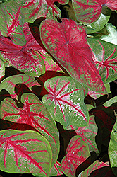 Scarlet Beauty Caladium (Caladium 'Scarlet Beauty') at Stonegate Gardens
