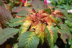 Illumination Amaranthus (Amaranthus 'Illumination') at Stonegate Gardens