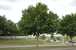 Drake Elm (Ulmus parvifolia 'Drake') at Lakeshore Garden Centres