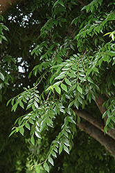 Drake Elm (Ulmus parvifolia 'Drake') at Lakeshore Garden Centres