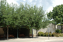 Highrise Live Oak (Quercus virginiana 'QVTIA') at Stonegate Gardens