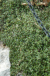 Creeping Wire Vine (Muehlenbeckia axillaris) at Stonegate Gardens
