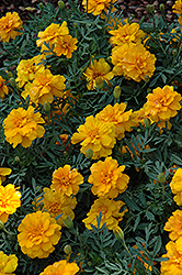 Alumia Gold Marigold (Tagetes patula 'Alumia Gold') at Stonegate Gardens