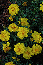 Alumia Yellow Marigold (Tagetes patula 'Alumia Yellow') at Lakeshore Garden Centres