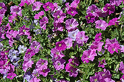 Picobella Light Lavender Petunia (Petunia 'Picobella Light Lavender') at Stonegate Gardens