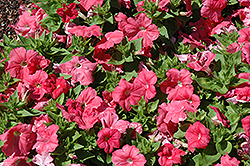 Mambo GP Salmon Petunia (Petunia 'Mambo GP Salmon') at Stonegate Gardens