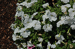 Mambo White Petunia (Petunia 'Mambo White') at Stonegate Gardens