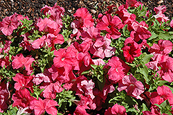 Limbo GP Salmon Petunia (Petunia 'Limbo GP Salmon') at Stonegate Gardens