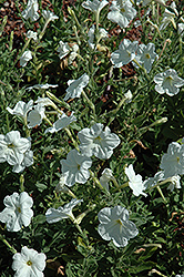 Large White Petunia (Petunia axillaris) at Stonegate Gardens