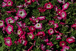 Merlin Rose Morn Petunia (Petunia 'Merlin Rose Morn') at Stonegate Gardens