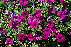 Lambada Deep Violet Petunia (Petunia 'Lambada Deep Violet') at Stonegate Gardens