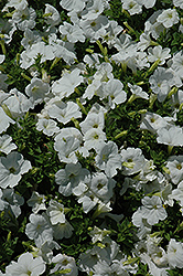 Lambada White Petunia (Petunia 'Lambada White') at Stonegate Gardens