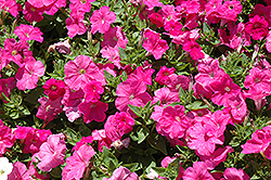 Lambada Pink Petunia (Petunia 'Lambada Pink') at Stonegate Gardens